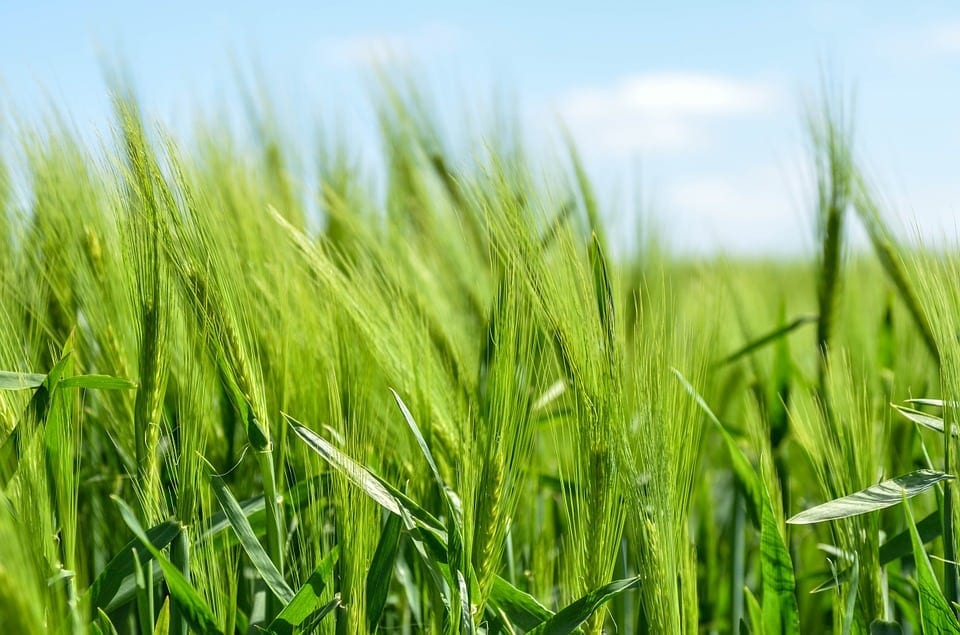 Farmers are still the best despite attacks and troubles
