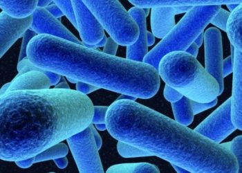Polokwane polony culprit in Listeriosis outbreak