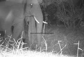 One more elephant left in Knysna forest
