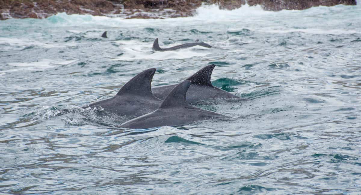 Three new marine parks for SA