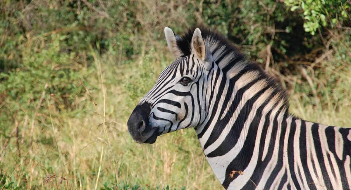 Five things foreigners love about living in South Africa