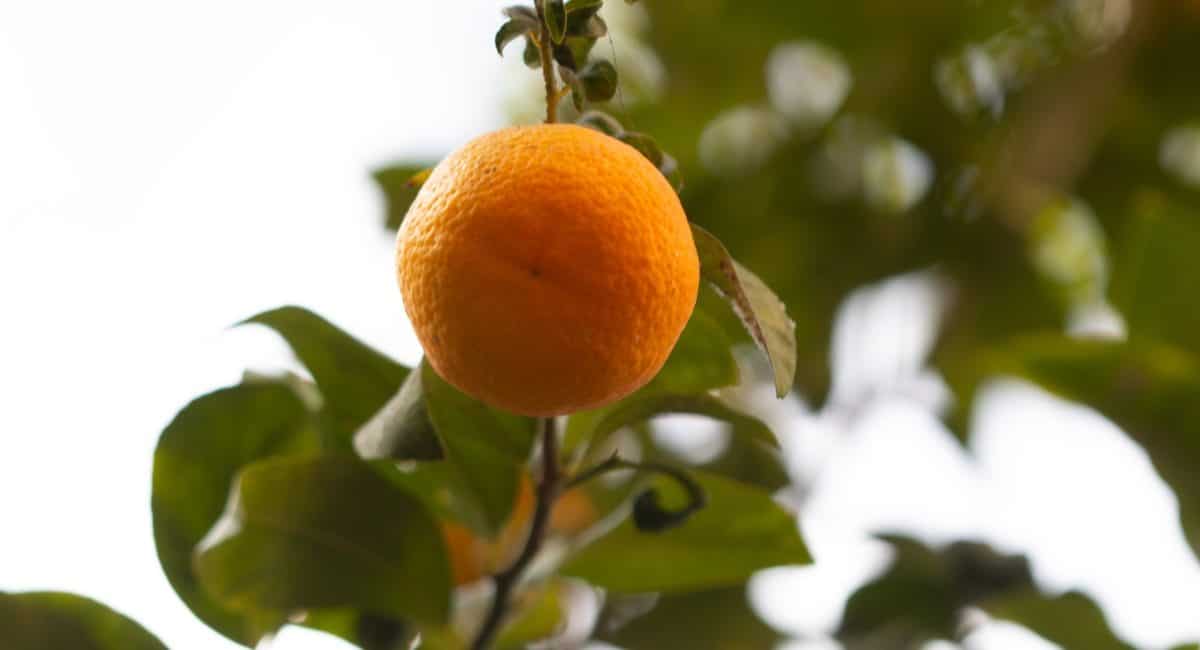 Covid-19: Safety amped up at Ceres fruit packhouse as employee tests positive