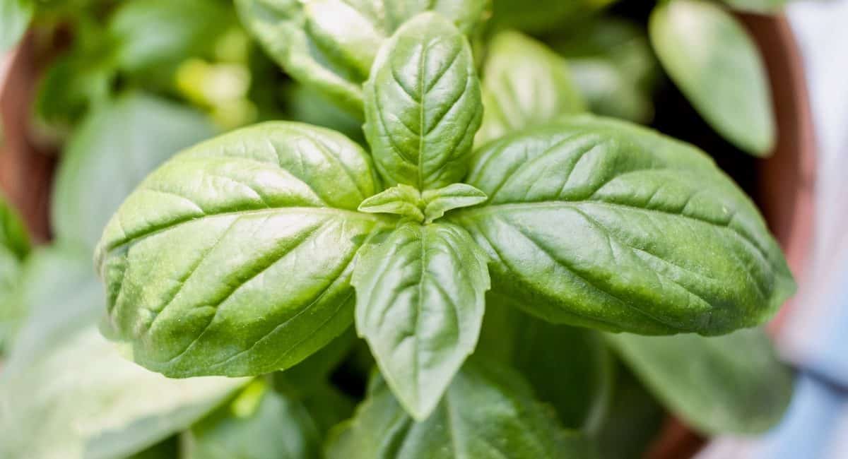 Why do Americans say ‘bay-zle’ and the English say ‘baa-zle’?