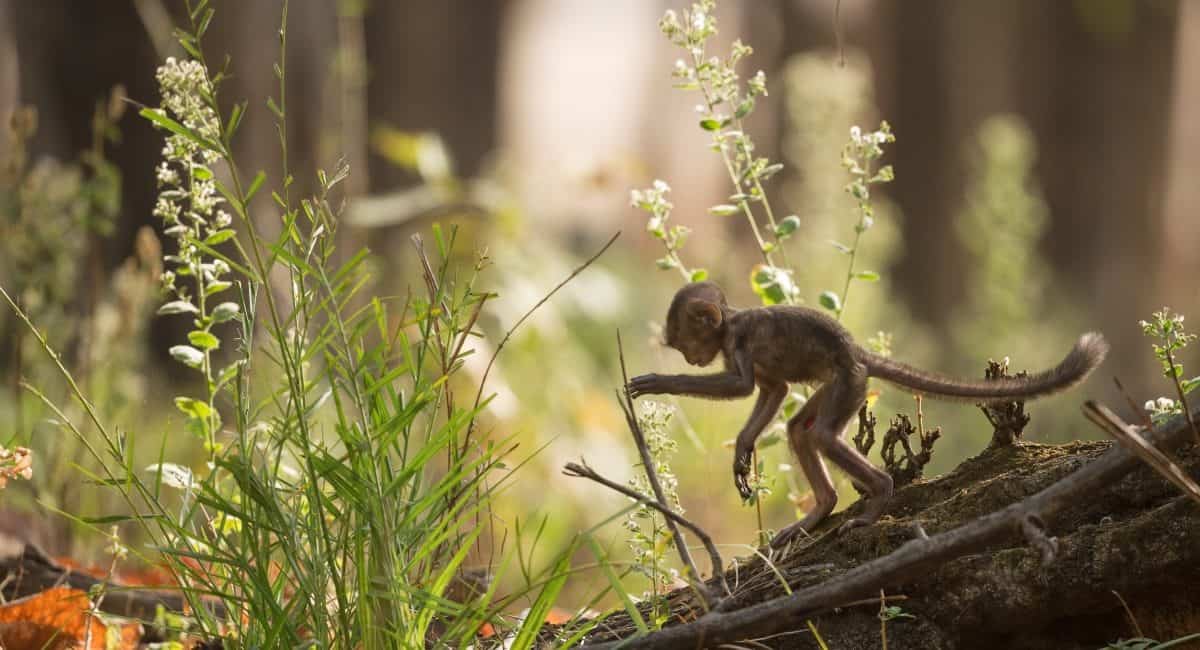 Monkey teeth fossils hint several extinct species crossed the Atlantic