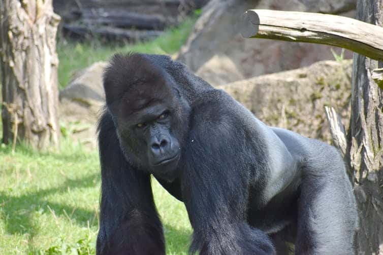 How zoos must change to keep great apes safe from coronavirus