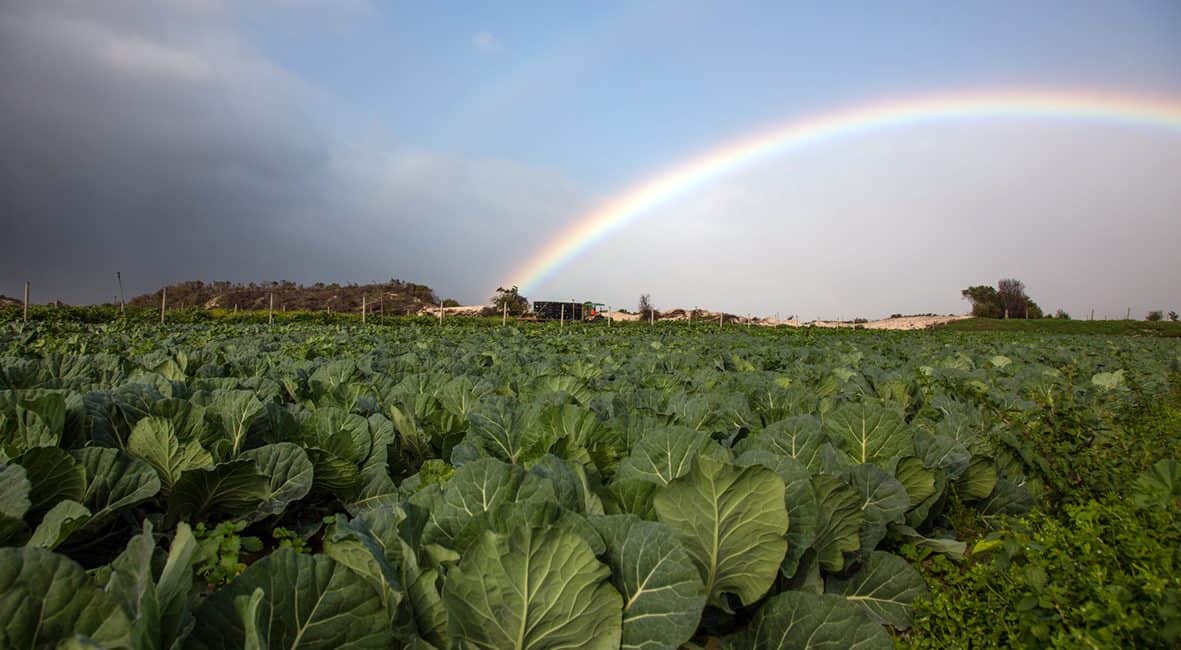 Lockdown threatens women farm workers’ access to food