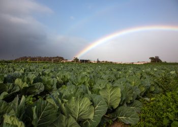 Lockdown threatens women farm workers’ access to food
