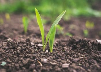 Agriculture dept opens up to help small-scale farmers