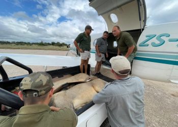 Have you ever seen a lion fly?