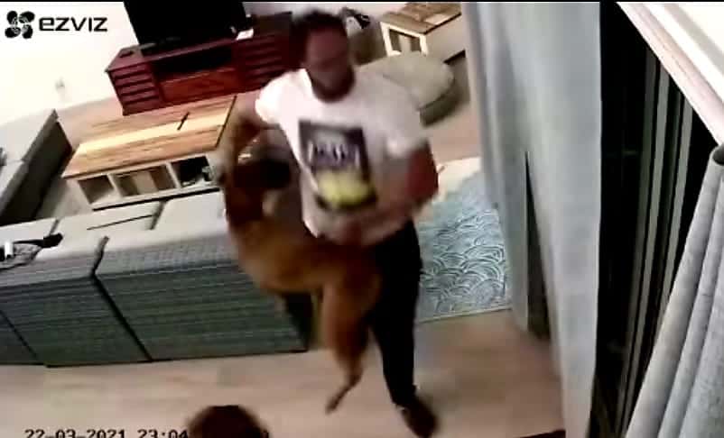 Cape SPCA steps in to deal with into dog abuse video