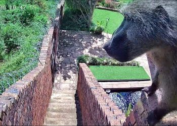 Jeffrey the baboon still on the loss in Johannesburg