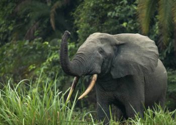 Africa’s 2 elephant species are both endangered, due to poaching and habitat loss