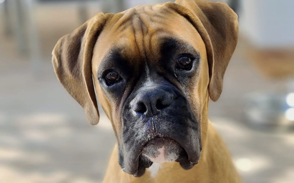 Couple accused of abusing Hector the puppy appear in Hermanus court