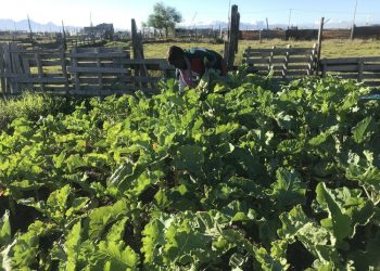 Zimbabwean family start veggie farm after losing jobs in lockdown