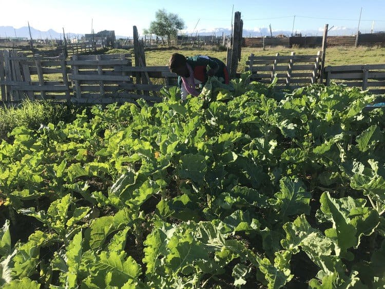 Zimbabwean family start veggie farm after losing jobs in lockdown