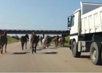 Only in South Africa: Horses gallop down busy N2 highway