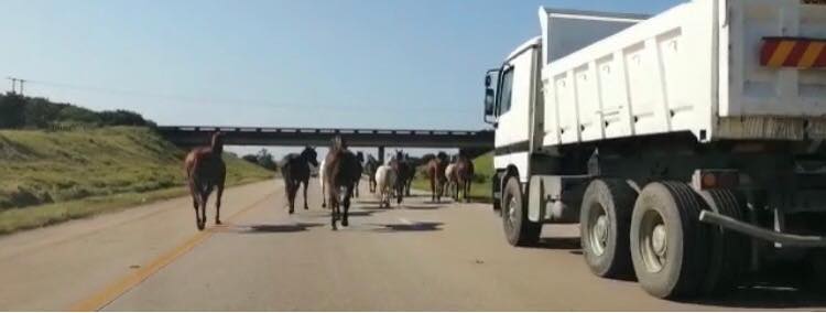 Only in South Africa: Horses gallop down busy N2 highway