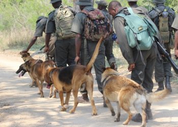 Kruger rangers track and arrest 3 suspected rhino poachers