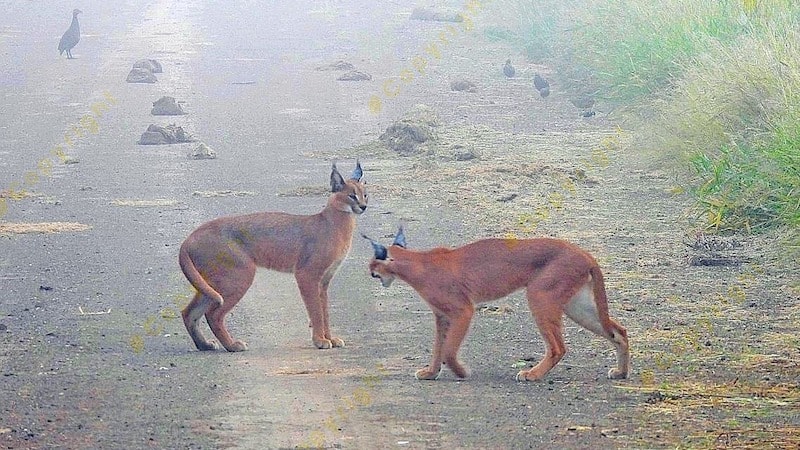 Rare sighting of a mating caracal pair photographed in Kruger