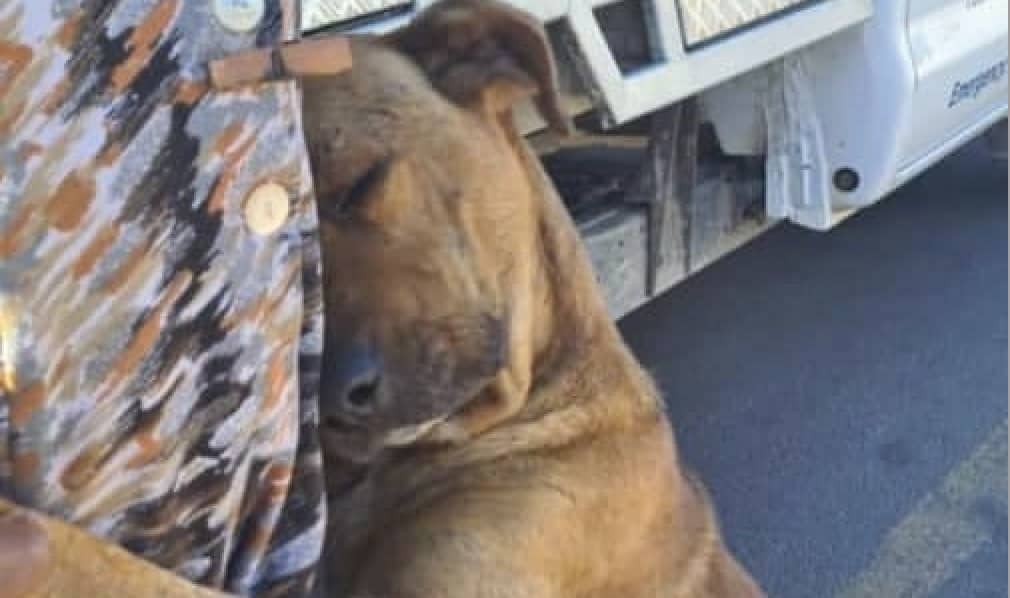 Photo of dog hugging owner before being surrendered will break your heart