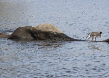 A monkey hitches a ride on an elephant