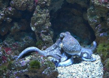 STUDY: A sleeping octopus might experience fleeting dreams
