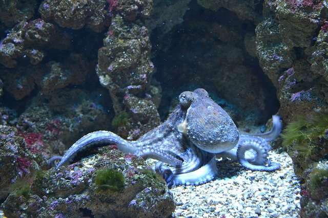 STUDY: A sleeping octopus might experience fleeting dreams