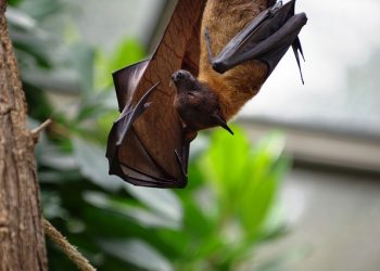 WHO report: Coronavirus 'most-likely originated in bats'