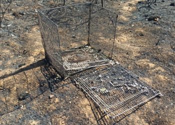 Piglets' remains discovered in Cape Town fire were part of UCT study