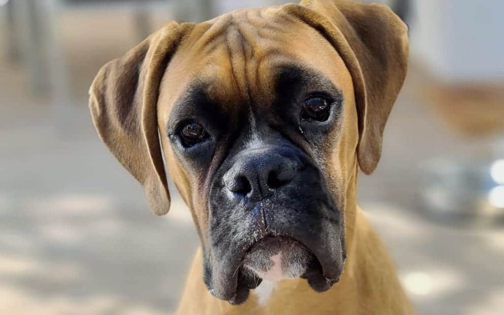 Case against couple accused of abusing Hector the puppy postponed