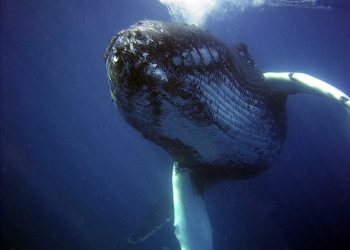 Humpback whales not yet safe from near-extinction