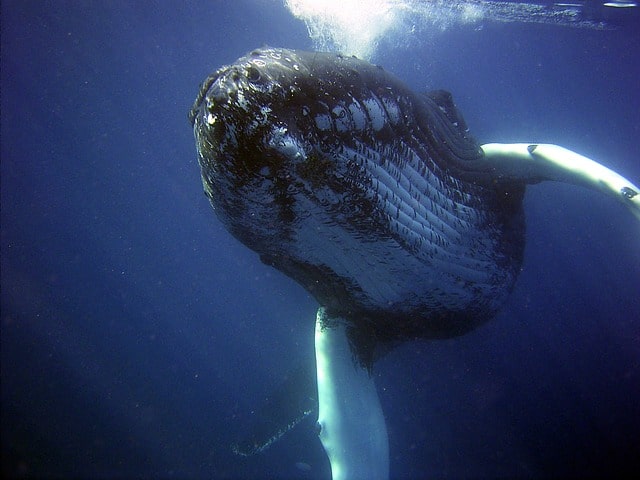 Humpback whales not yet safe from near-extinction