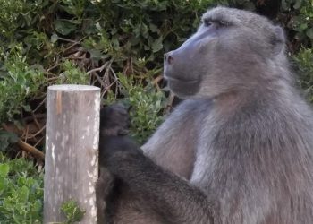 Jeffrey the Baboon