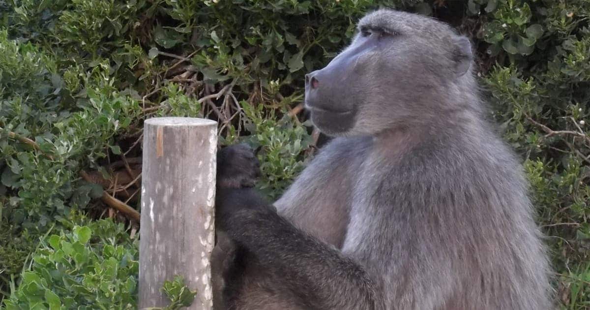 Jeffrey the Baboon