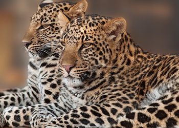 Researchers document big differences in African and Asian leopards