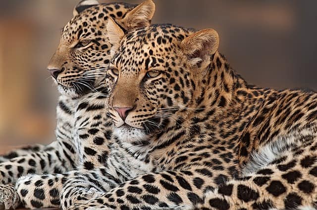 Researchers document big differences in African and Asian leopards