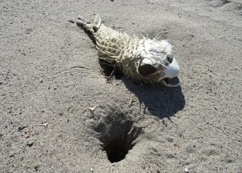 Pufferfish killing dogs on Cape Town's beaches