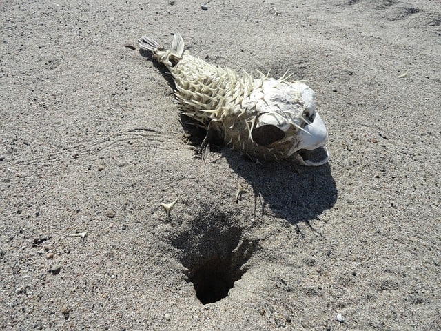 Pufferfish killing dogs on Cape Town's beaches