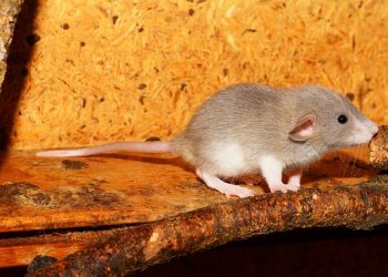 Only in South Africa: April Fool's jokes that caused a stir