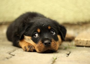 Great news for small dog owners! You can fly with your pet on Lift