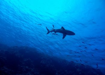 Shark warning issued in East London after body-boarder goes missing