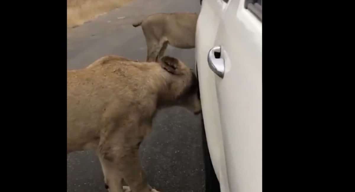 Lioness chomps vehicle tyre in the Kruger National Park