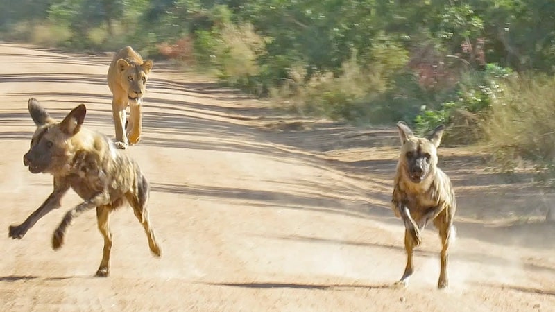 Lioness tracks down pack of wild dogs from four kilometres away