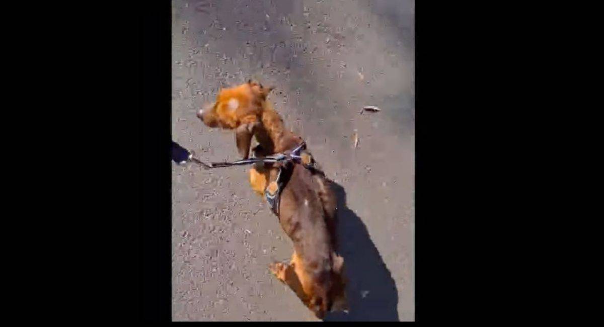 Oliver the Dachshund is well on his way to recovery