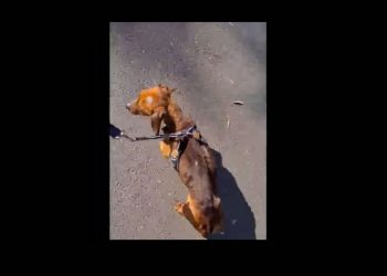 Oliver the Dachshund is well on his way to recovery