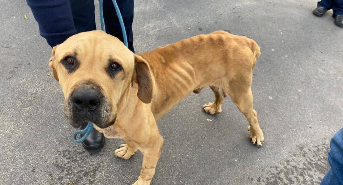 Starved dogs removed from teacher's home in Villiersdorp