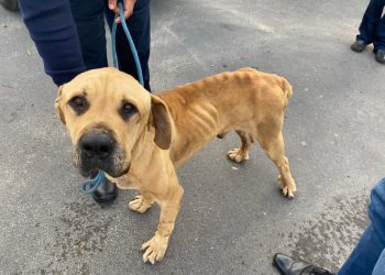 Starved dogs removed from teacher's home in Villiersdorp