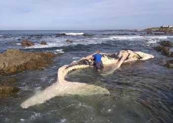 Juvenile humpback whale washes up on Onrus beach