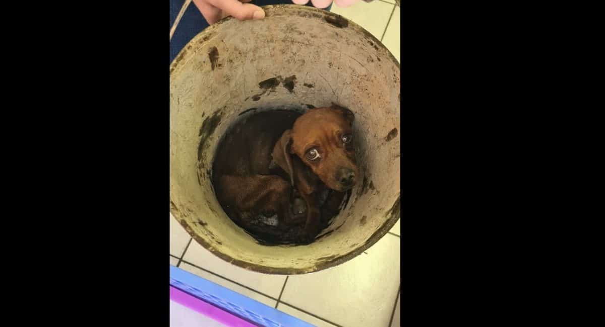 Oliver gets a another lease on life thanks to Boksburg SPCA