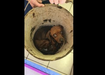 Oliver gets a another lease on life thanks to Boksburg SPCA